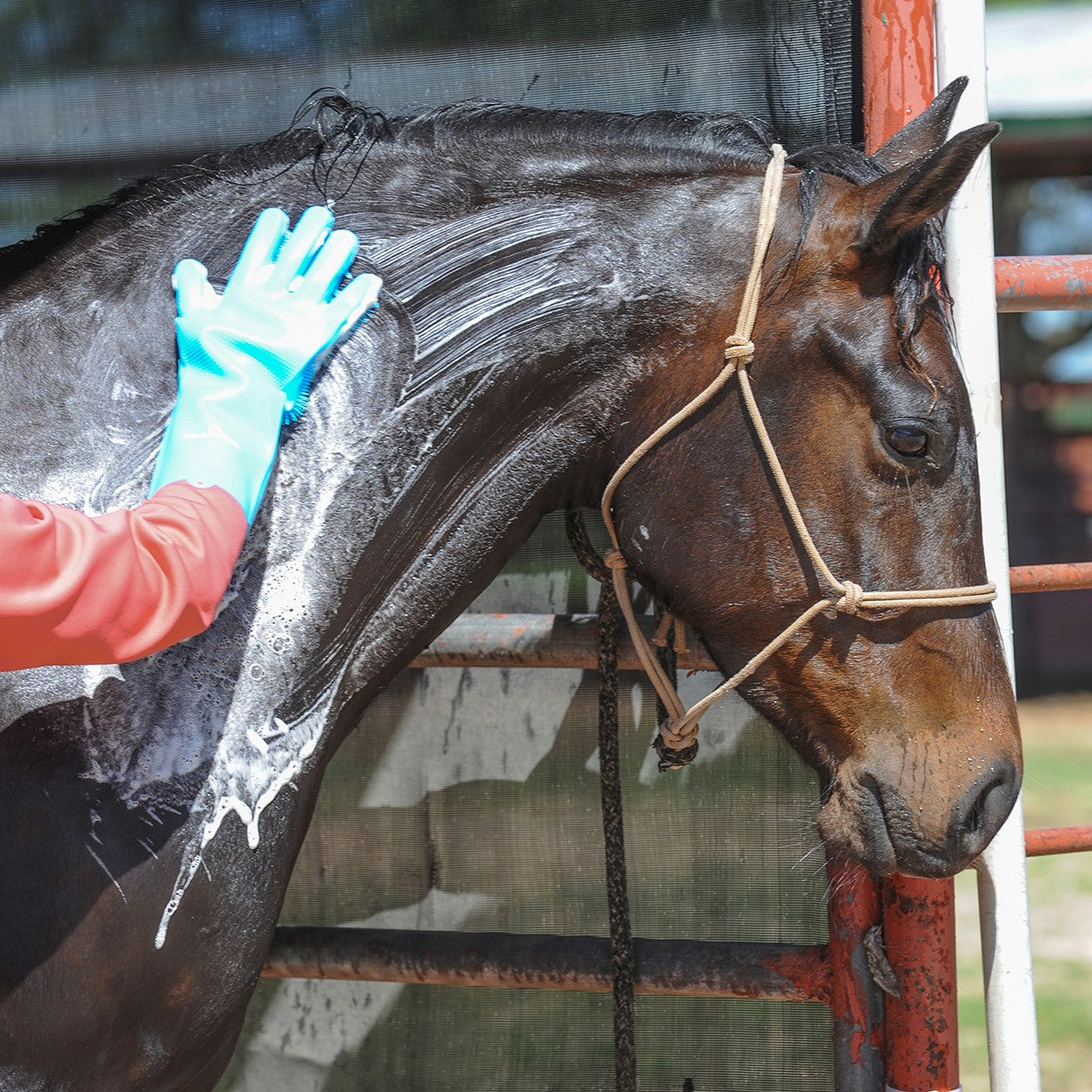Silicone Grooming Gloves – Classic Equine