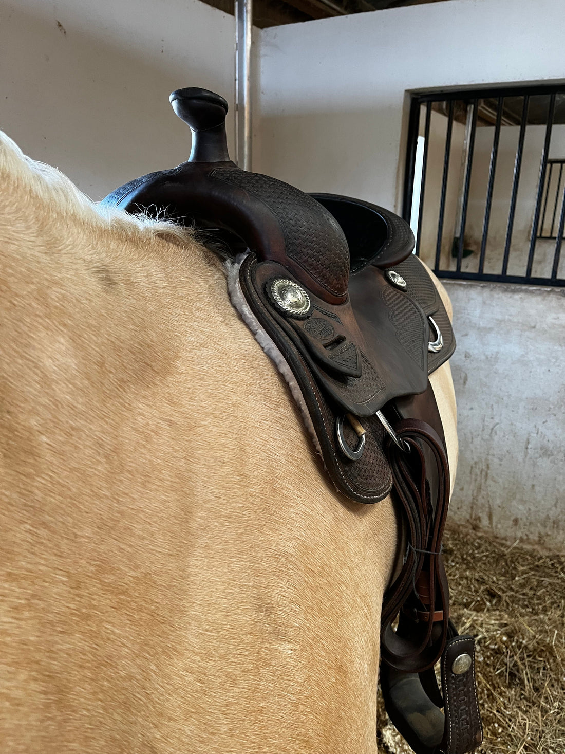 selle western adaptée au dos du cheval 