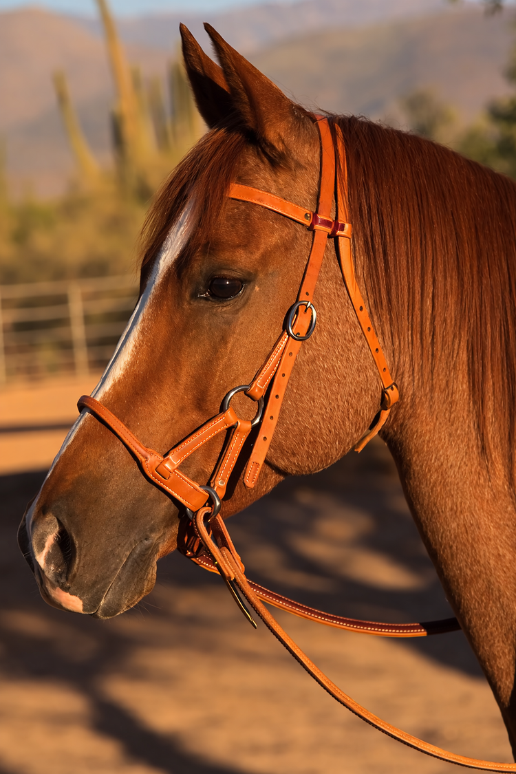 Sidepull Cheval | Bridon Sans Mors & Équitation Naturelle