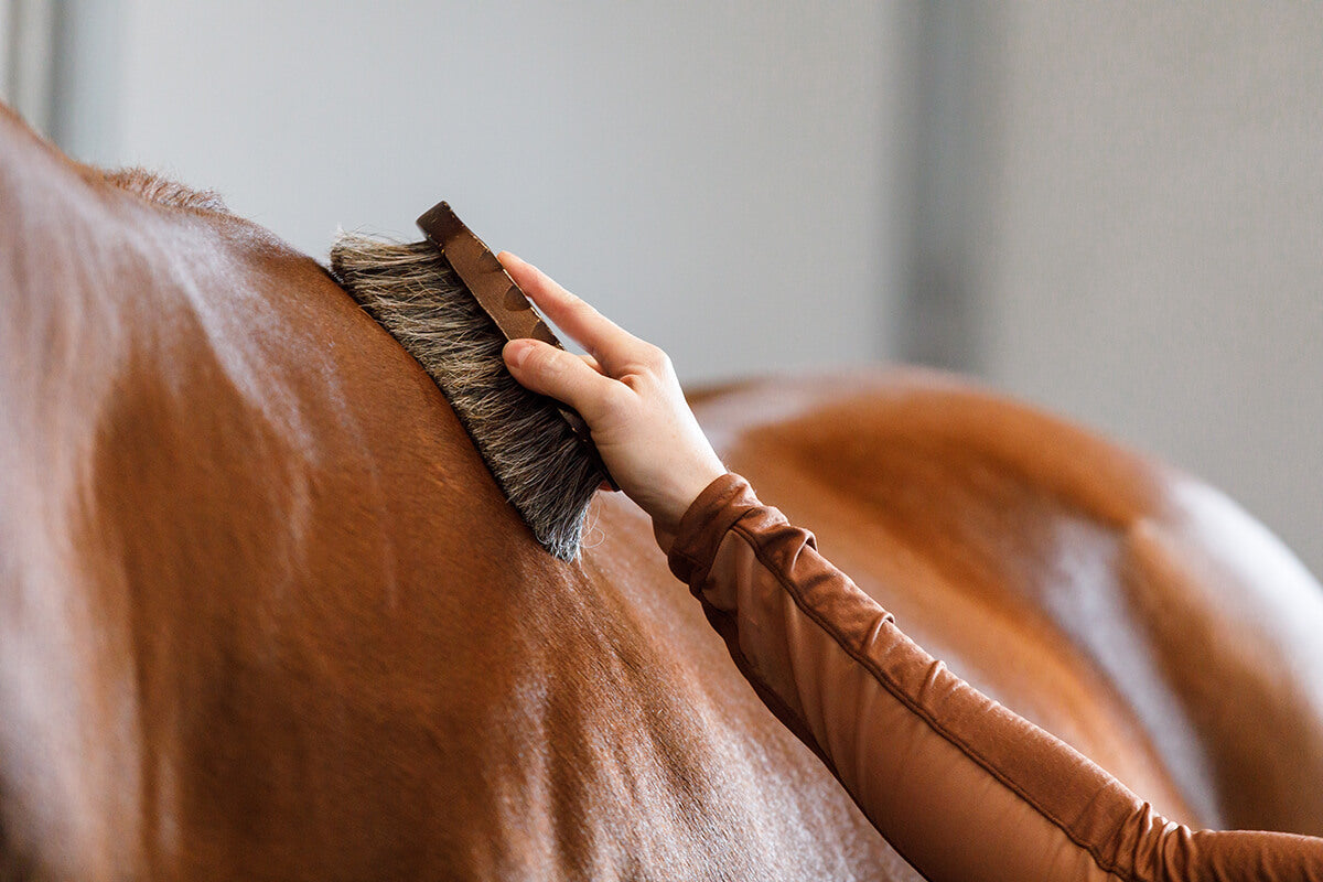 Brosses pour Chevaux : Pansage & Entretien