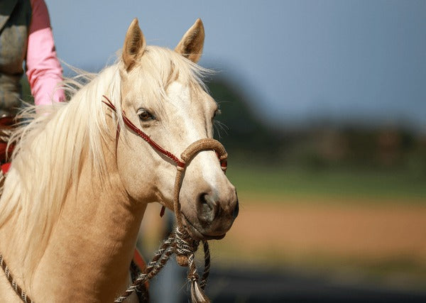 Bosals Western | Cuir Tressé & Équipement Hackamore