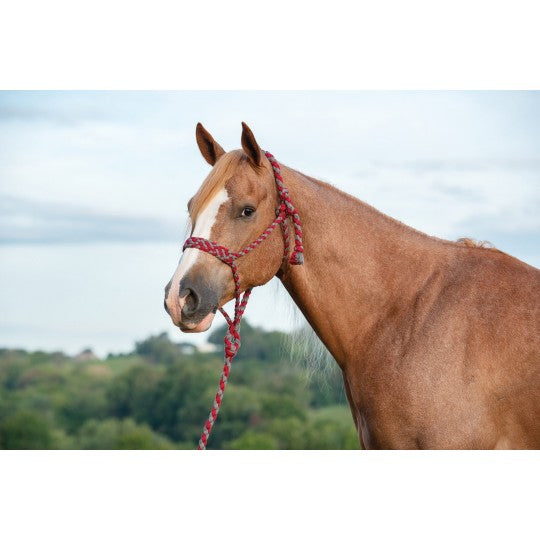 Licols Éthologiques : Travail à Pied & Horsemanship