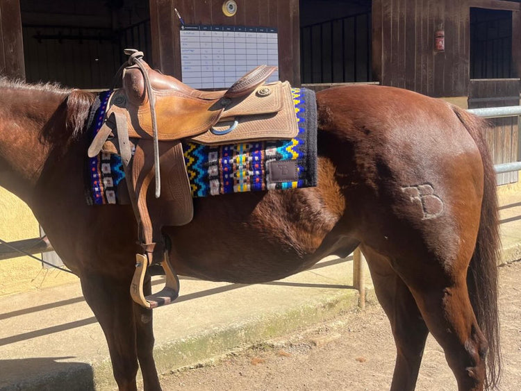 Pads western 2 en 1 personnalisés | Sur-mesure confort cheval & performance