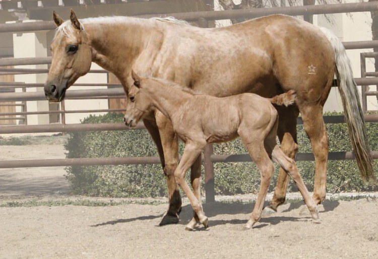 Sprays de Brillance & Finition pour Cheval