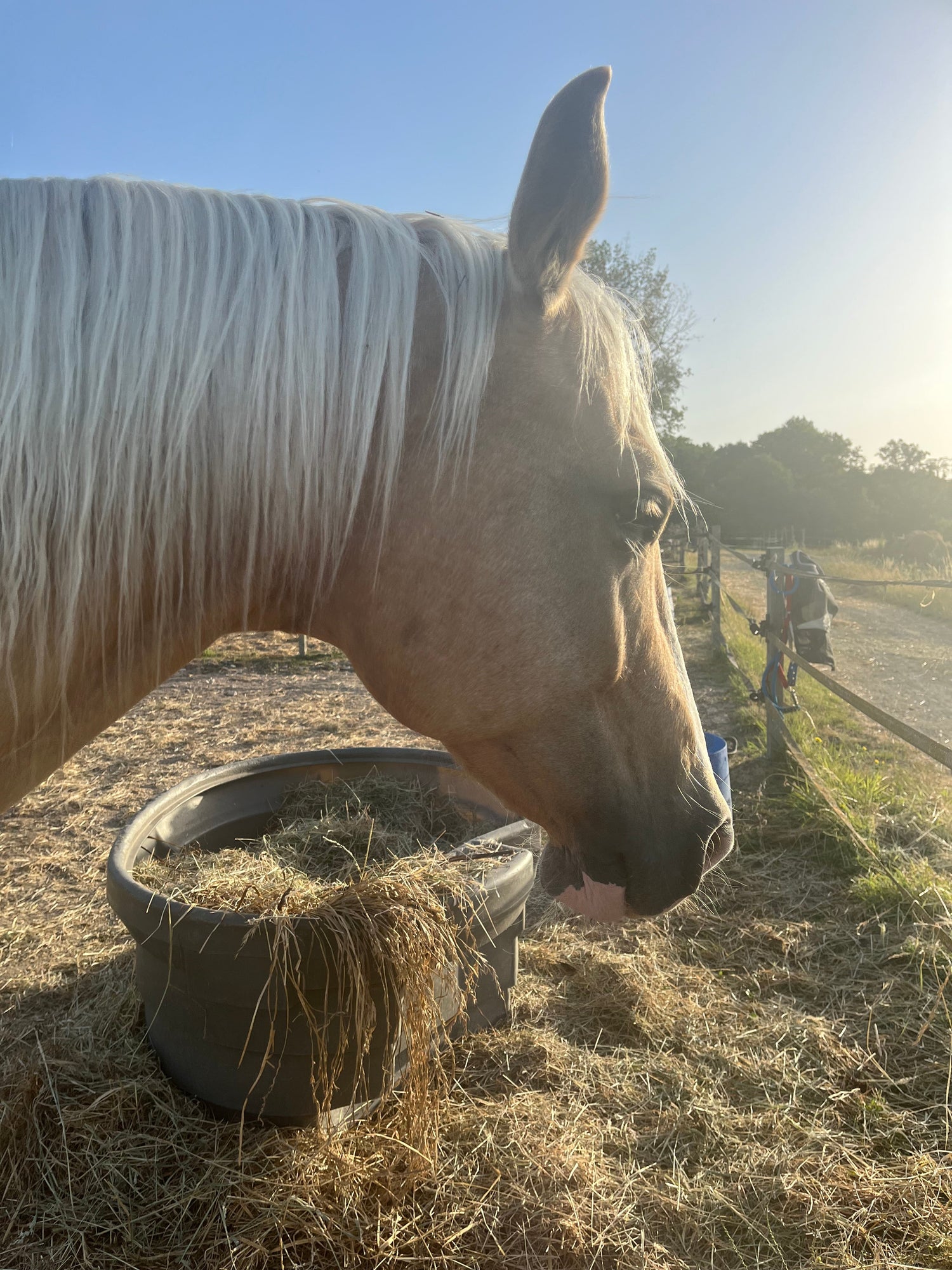 Démêlants pour Chevaux : Crinière & Queue