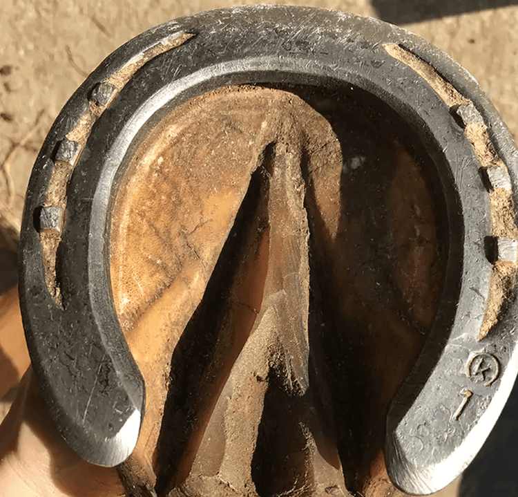 Soin des Fourchettes du Cheval : Entretien & Protection du Sabot