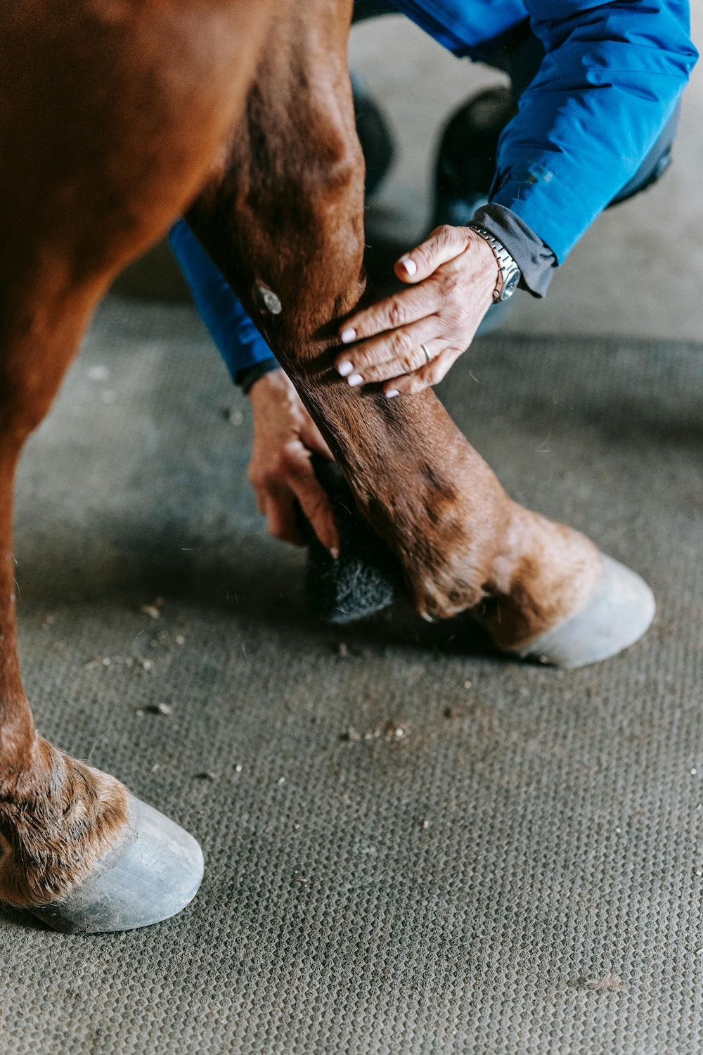 Soins des pieds et des membres – Produits pour cheval