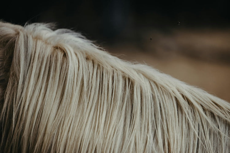 Soins de la robe et de la crinière