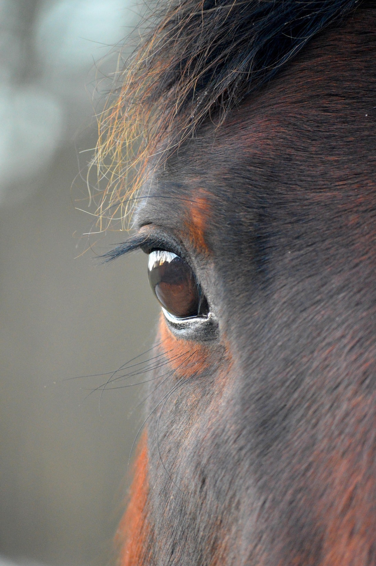 Calme & Gestion du Stress pour Cheval