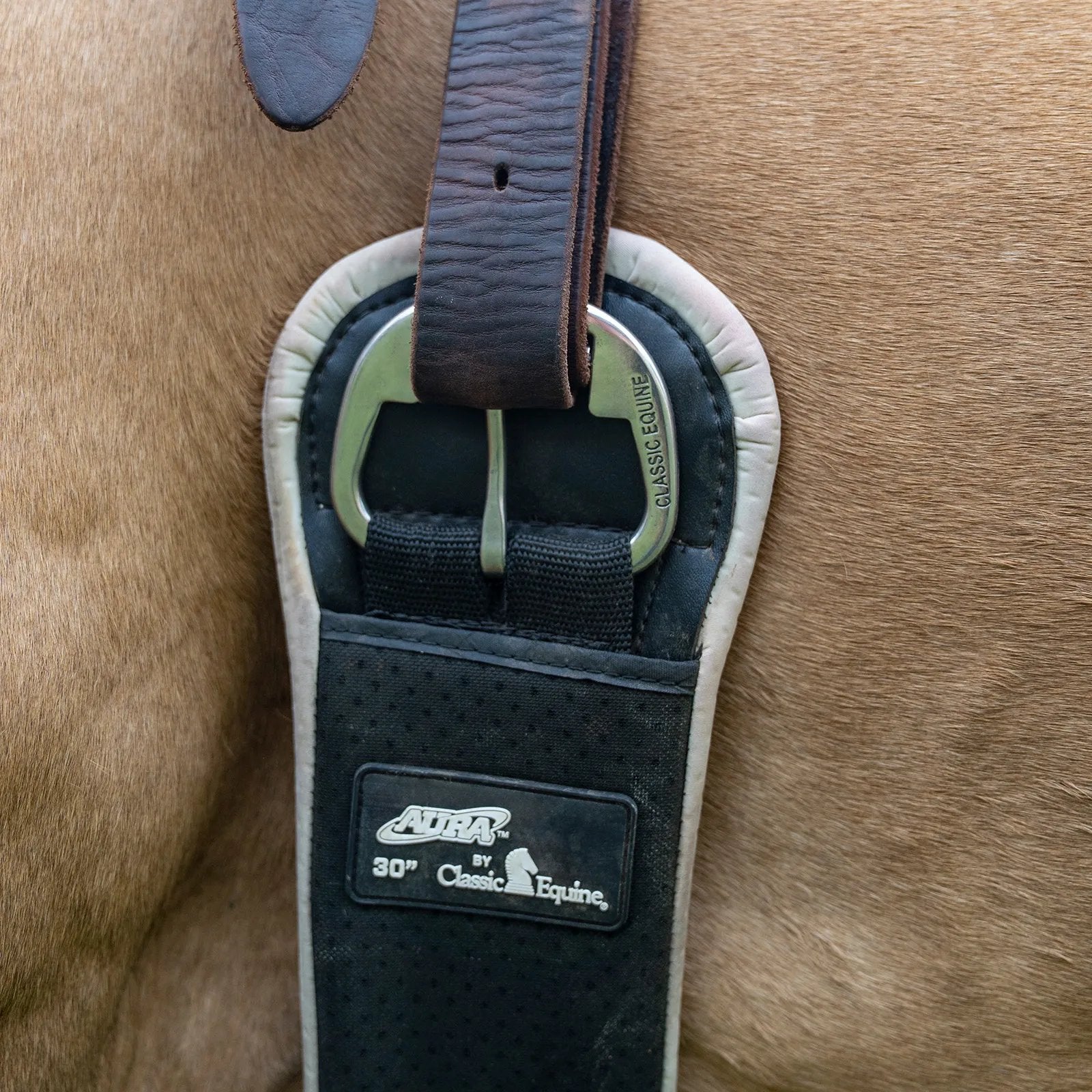 Sangle Classic Equine Aura Flow, design ergonomique et confort optimal pour cheval et cavalier, posée sur cheval 