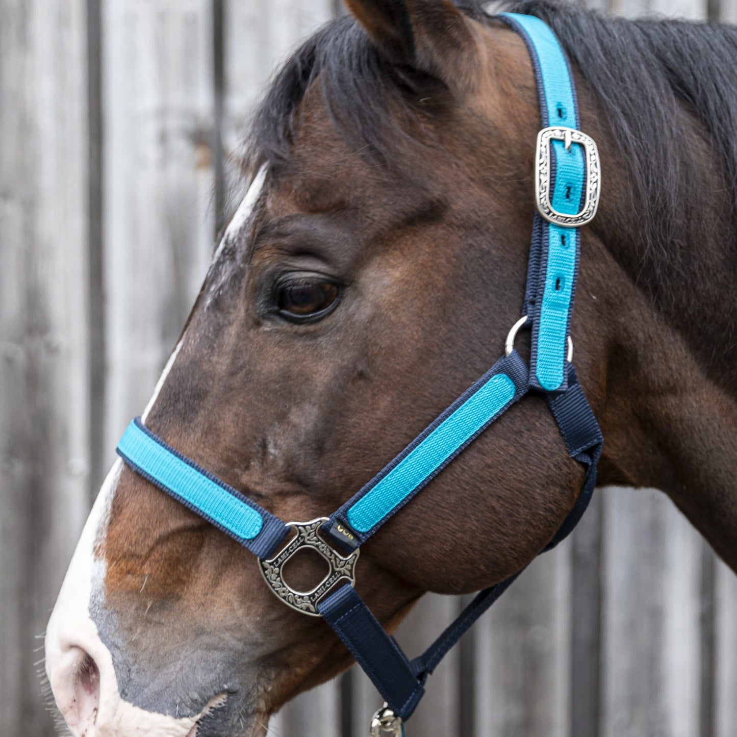 Licol Idaho LAMI-CELL avec longe et boucles Bernard Fonck, solide et élégant pour le cheval bleu ciel 