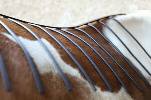 Ossature métallique flexible pour réaliser une empreinte 3D du dos du cheval