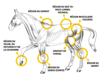 Equibar Mobility 2.5kg