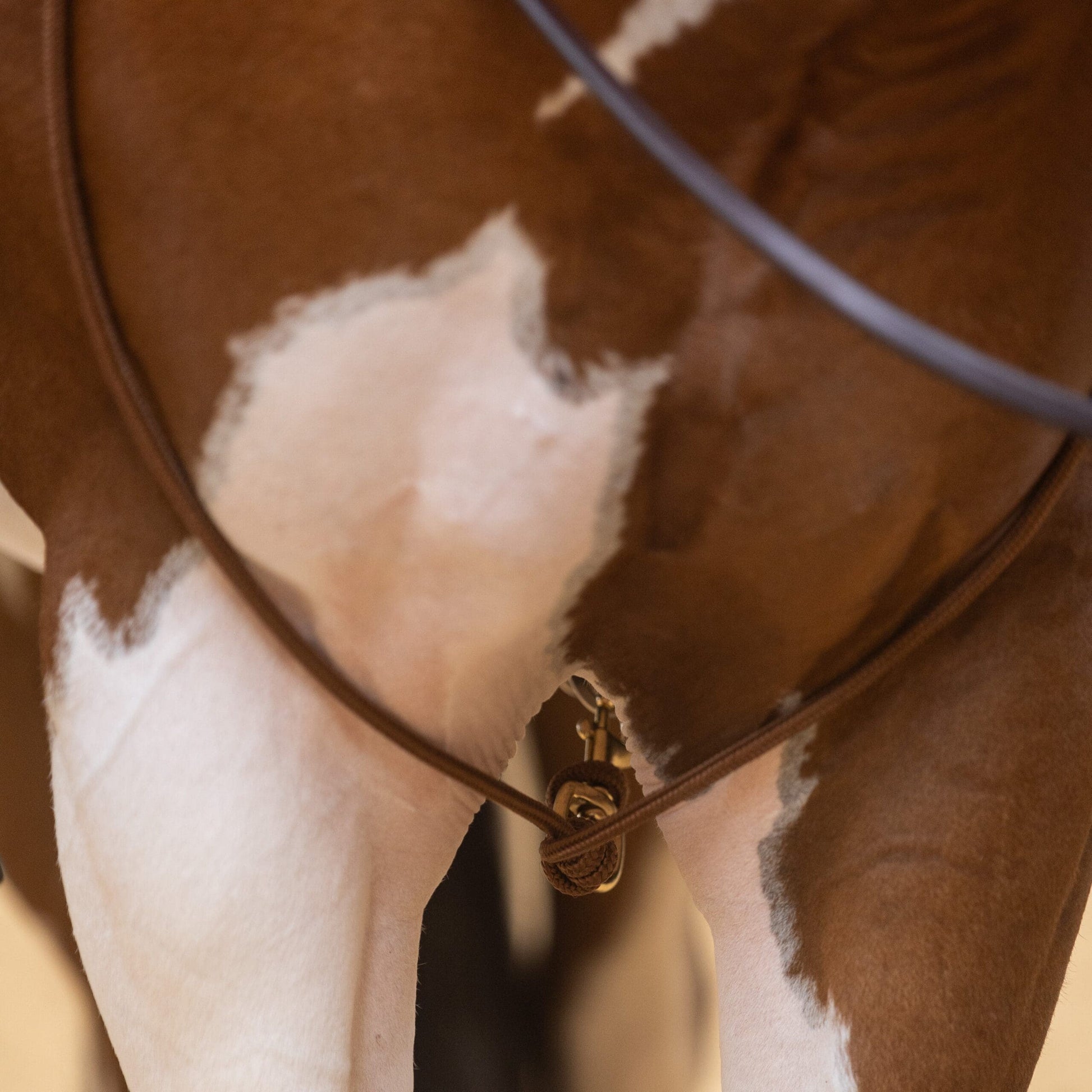 zoom sur martingales western cowboy tack lami-cell
