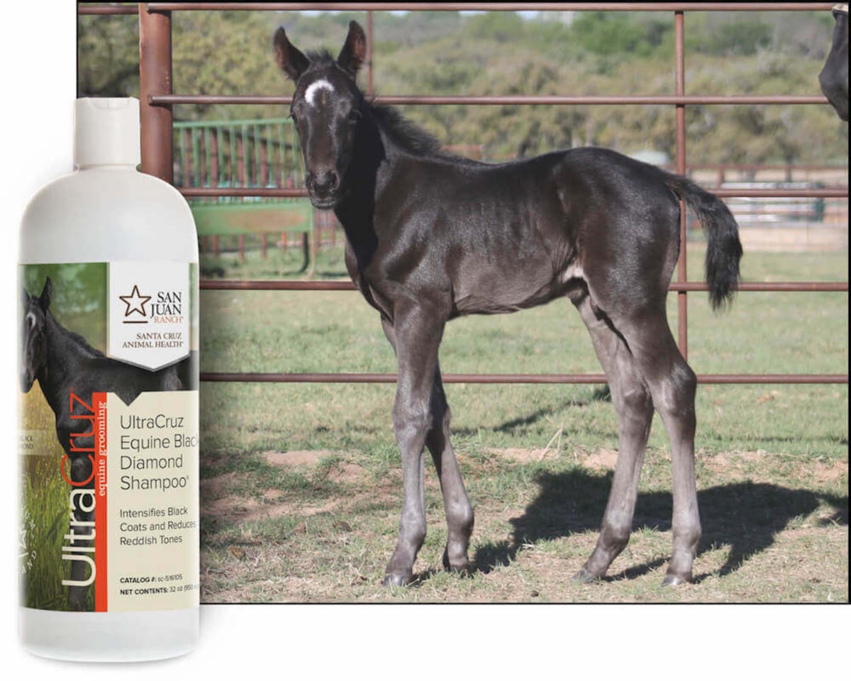 UltraCruz Equine Black Diamond – shampooing pour cheval à robe noire